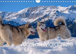 Alaskan Malamute in seinem Element (Wandkalender 2023 DIN A4 quer) von wuffclick-pic