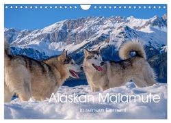 Alaskan Malamute in seinem Element (Wandkalender 2024 DIN A4 quer), CALVENDO Monatskalender von Wuffclick-pic,  Wuffclick-pic