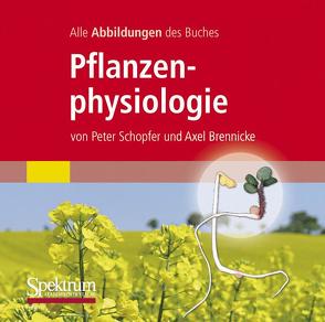 Alle Grafiken des Lehrbuchs Pflanzenphysiologie von Brennicke,  Axel, Schopfer,  Peter