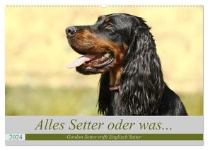 Alles Setter oder was (Wandkalender 2024 DIN A2 quer), CALVENDO Monatskalender von Bea Müller,  Hundefotografie