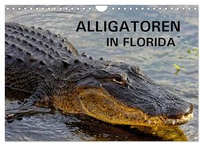 ALLIGATOREN in Florida (Wandkalender 2024 DIN A4 quer), CALVENDO Monatskalender von Wilczek,  Dieter