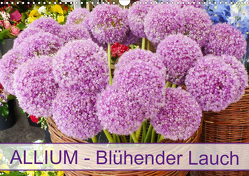Allium Blühender Lauch (Wandkalender 2021 DIN A3 quer) von Kruse,  Gisela