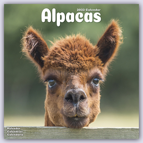 Alpacas – Alpakas 2023 – 16-Monatskalender