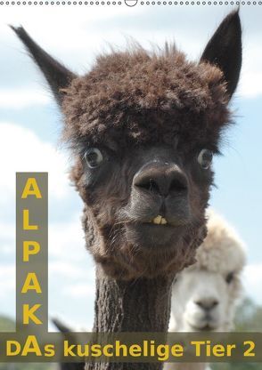 Alpaka, das kuschelige Tier 2 (Wandkalender 2019 DIN A2 hoch) von Brömstrup,  Peter