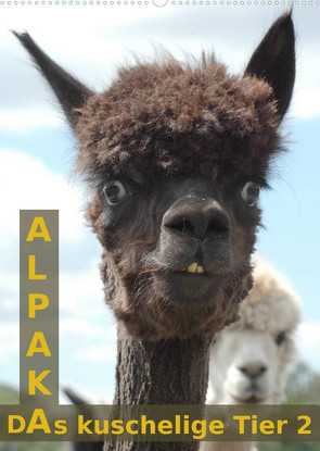 Alpaka, das kuschelige Tier 2 (Wandkalender 2023 DIN A2 hoch) von Brömstrup,  Peter