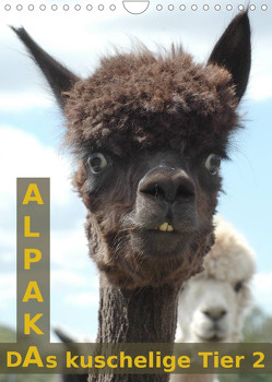 Alpaka, das kuschelige Tier 2 (Wandkalender 2023 DIN A4 hoch) von Brömstrup,  Peter