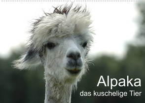 Alpaka, das kuschelige Tier (Wandkalender 2023 DIN A2 quer) von Brömstrup,  Peter