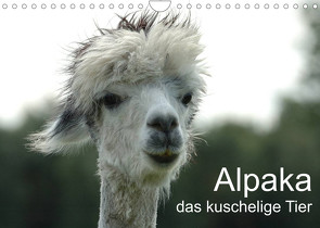 Alpaka, das kuschelige Tier (Wandkalender 2023 DIN A4 quer) von Brömstrup,  Peter