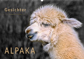 Alpaka Gesichter (Wandkalender 2020 DIN A2 quer) von Roder,  Peter