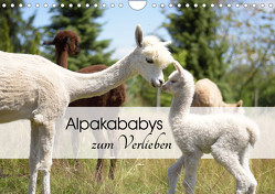 Alpakababys zum Verlieben (Wandkalender 2023 DIN A4 quer) von Rentschler,  Heidi