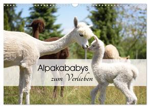 Alpakababys zum Verlieben (Wandkalender 2024 DIN A3 quer), CALVENDO Monatskalender von Rentschler,  Heidi