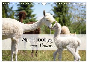 Alpakababys zum Verlieben (Wandkalender 2024 DIN A4 quer), CALVENDO Monatskalender von Rentschler,  Heidi