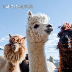 Alpakas 2021 – Broschürenkalender 30×30 cm (30×60 geöffnet) – Alpacas – Bild-Kalender – Wandplaner – mit Platz für Notizen – Alpha Edition