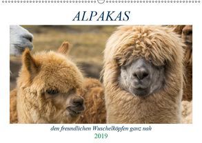 Alpakas – den freundlichen Wuschelköpfen ganz nah (Wandkalender 2019 DIN A2 quer) von Mentil,  Bianca