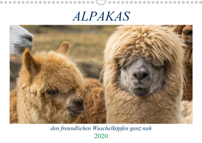 Alpakas – den freundlichen Wuschelköpfen ganz nah (Wandkalender 2020 DIN A3 quer) von Mentil,  Bianca