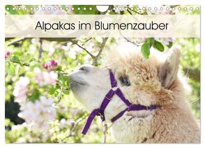 Alpakas im Blumenzauber (Wandkalender 2024 DIN A4 quer), CALVENDO Monatskalender von Rentschler,  Heidi