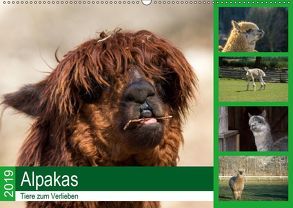 Alpakas – Tiere zum Verlieben (Wandkalender 2019 DIN A2 quer) von Mentil,  Bianca