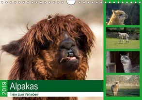 Alpakas – Tiere zum Verlieben (Wandkalender 2019 DIN A4 quer) von Mentil,  Bianca