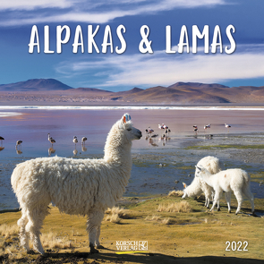 Alpakas und Lamas 2022 von Korsch Verlag