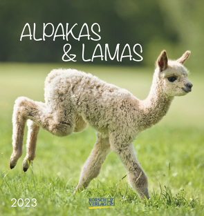 Alpakas und Lamas 2023 von Korsch Verlag