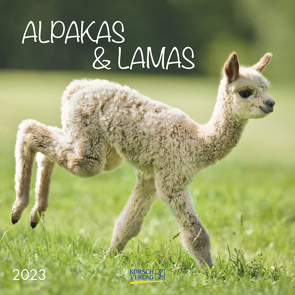 Alpakas und Lamas 2023 von Korsch Verlag