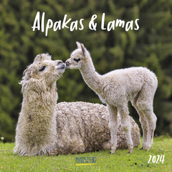 Alpakas und Lamas 2024 von Korsch Verlag