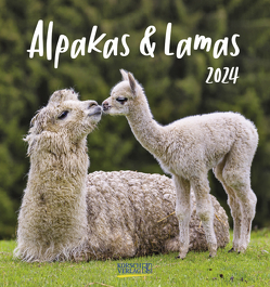 Alpakas und Lamas 2024 von Korsch Verlag