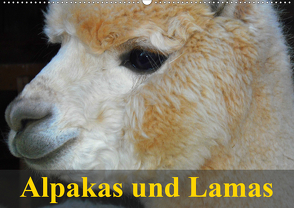 Alpakas und Lamas (Wandkalender 2021 DIN A2 quer) von Stanzer,  Elisabeth