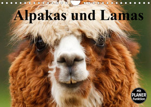 Alpakas und Lamas (Wandkalender 2022 DIN A4 quer) von Stanzer,  Elisabeth