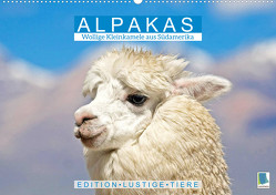 Alpakas: Wollige Kleinkamele aus Südamerika – Edition lustige Tiere (Wandkalender 2023 DIN A2 quer) von CALVENDO