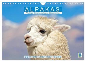 Alpakas: Wollige Kleinkamele aus Südamerika – Edition lustige Tiere (Wandkalender 2024 DIN A4 quer), CALVENDO Monatskalender von CALVENDO,  CALVENDO