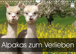 Alpakas zum Verlieben (Wandkalender 2023 DIN A4 quer) von Rentschler,  Heidi
