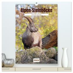 Alpen-Steinböcke, imposante Hornträger (hochwertiger Premium Wandkalender 2024 DIN A2 hoch), Kunstdruck in Hochglanz von Löwer,  Sabine