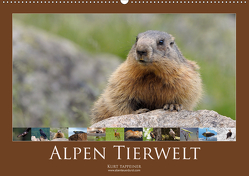 Alpen Tierwelt (Wandkalender 2021 DIN A2 quer) von Tappeiner,  Kurt