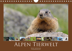Alpen Tierwelt (Wandkalender 2021 DIN A4 quer) von Tappeiner,  Kurt