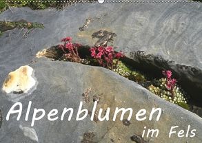 Alpenblumen im Fels (Wandkalender 2018 DIN A2 quer) von Goldscheider,  Stefanie