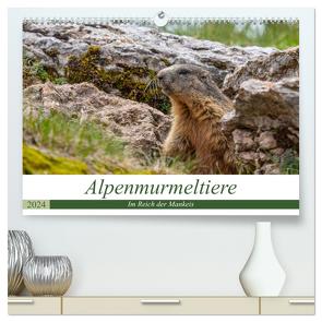Alpenmurmeltiere – Im Reich der Mankeis (hochwertiger Premium Wandkalender 2024 DIN A2 quer), Kunstdruck in Hochglanz von Di Chito,  Ursula