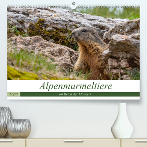 Alpenmurmeltiere – Im Reich der Mankeis (Premium, hochwertiger DIN A2 Wandkalender 2022, Kunstdruck in Hochglanz) von Di Chito,  Ursula
