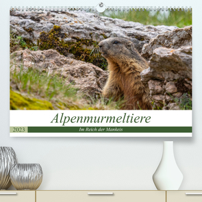Alpenmurmeltiere – Im Reich der Mankeis (Premium, hochwertiger DIN A2 Wandkalender 2023, Kunstdruck in Hochglanz) von Di Chito,  Ursula