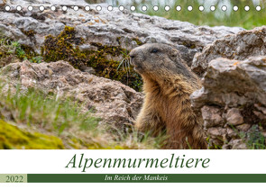 Alpenmurmeltiere – Im Reich der Mankeis (Tischkalender 2022 DIN A5 quer) von Di Chito,  Ursula