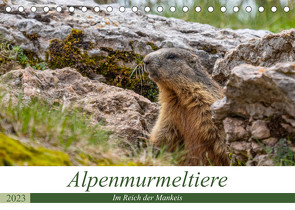 Alpenmurmeltiere – Im Reich der Mankeis (Tischkalender 2023 DIN A5 quer) von Di Chito,  Ursula