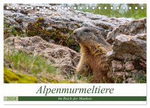 Alpenmurmeltiere – Im Reich der Mankeis (Tischkalender 2024 DIN A5 quer), CALVENDO Monatskalender von Di Chito,  Ursula