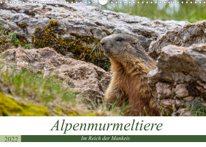 Alpenmurmeltiere – Im Reich der Mankeis (Wandkalender 2022 DIN A3 quer) von Di Chito,  Ursula