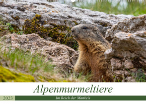 Alpenmurmeltiere – Im Reich der Mankeis (Wandkalender 2023 DIN A2 quer) von Di Chito,  Ursula