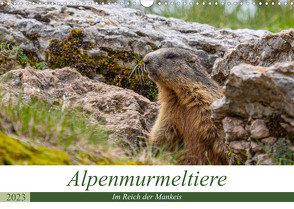 Alpenmurmeltiere – Im Reich der Mankeis (Wandkalender 2023 DIN A3 quer) von Di Chito,  Ursula