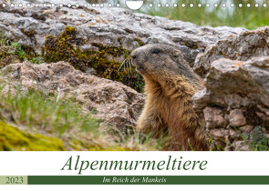 Alpenmurmeltiere – Im Reich der Mankeis (Wandkalender 2023 DIN A4 quer) von Di Chito,  Ursula
