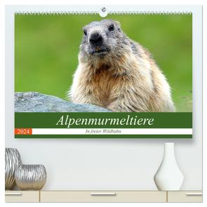 Alpenmurmeltiere in freier Wildbahn (hochwertiger Premium Wandkalender 2024 DIN A2 quer), Kunstdruck in Hochglanz von R Bogner,  J
