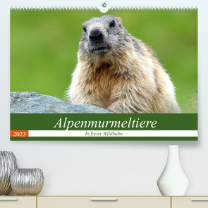 Alpenmurmeltiere in freier Wildbahn (Premium, hochwertiger DIN A2 Wandkalender 2023, Kunstdruck in Hochglanz) von R Bogner,  J
