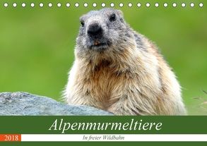 Alpenmurmeltiere in freier Wildbahn (Tischkalender 2018 DIN A5 quer) von R Bogner,  J