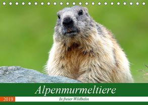 Alpenmurmeltiere in freier Wildbahn (Tischkalender 2019 DIN A5 quer) von R Bogner,  J